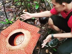 Bunga Raflesia Dan Bunga Bangkai Ternyata Berbeda