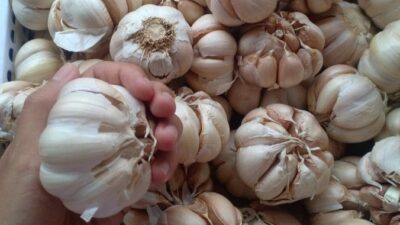 Catat…! Ini Manfaat Bawang Putih Mentah bagi Kesehatan