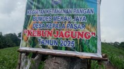 Desa Kepala Pasar Lakukan Pemeliharaan Lahan Jagung Ketahanan Pangan 2025