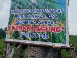 Desa Kepala Pasar Lakukan Pemeliharaan Lahan Jagung Ketahanan Pangan 2025