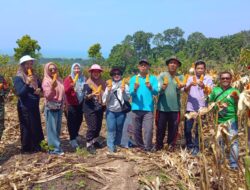 Desa Kepala Pasar Sukses Gelar Panen Perdana Jagung, Bukti Komitmen Ketahanan Pangan
