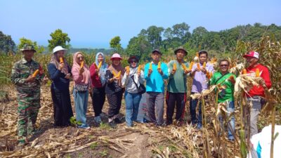 Desa Kepala Pasar Sukses Gelar Panen Perdana Jagung, Bukti Komitmen Ketahanan Pangan